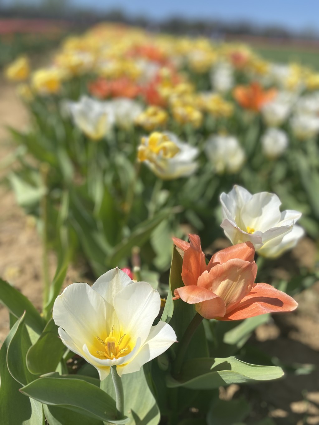 The joy of&nbsp;normalcy